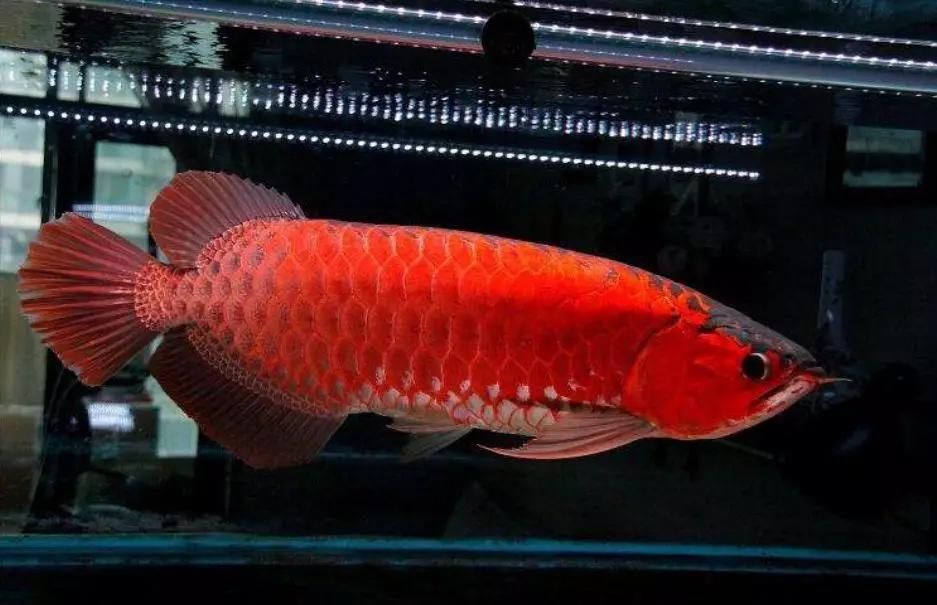 龍魚紅色的值錢嗎（紅色龍魚價值詳細分析辣椒紅龍魚價值268萬元）