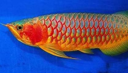 龍魚紅色的值錢嗎（紅色龍魚價值詳細分析辣椒紅龍魚價值268萬元）