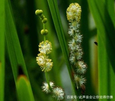 30厘米魚缸簡易造景缸圖片：30厘米的魚缸造景技巧 30厘米魚缸簡易造景缸圖片：30厘米的魚缸造景技巧 魚缸百科 第1張