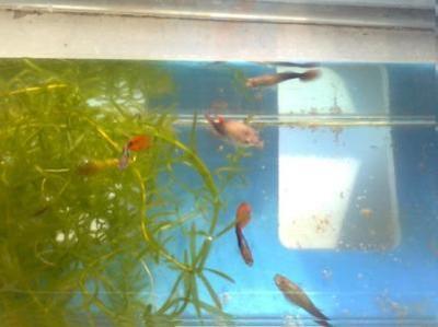 30厘米魚缸簡易造景缸圖片：30厘米的魚缸造景技巧 30厘米魚缸簡易造景缸圖片：30厘米的魚缸造景技巧 魚缸百科 第2張