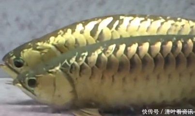 金龍魚的寓意：\"金龍魚\"指的是一種吉祥物