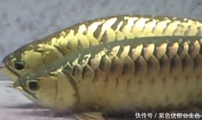 金龍魚的寓意：\"金龍魚\"指的是一種吉祥物