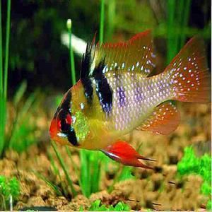 海南觀賞魚有哪些品種好(海南觀賞魚品種推薦的幾種海南觀賞魚品種:海水觀賞魚) 速倍妥 第4張 海南觀賞魚有哪些品種好(海南觀賞魚品種推薦的幾種海南觀賞魚品種:海水觀賞魚) 海南觀賞魚有哪些品種好(海南觀賞魚品種推薦的幾種海南觀賞魚品種:海水觀賞魚) 速倍妥 第4張