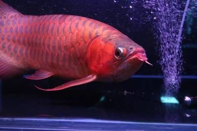 紅龍魚多大發色（怎么把紅龍魚養得更紅，影響因素很多）