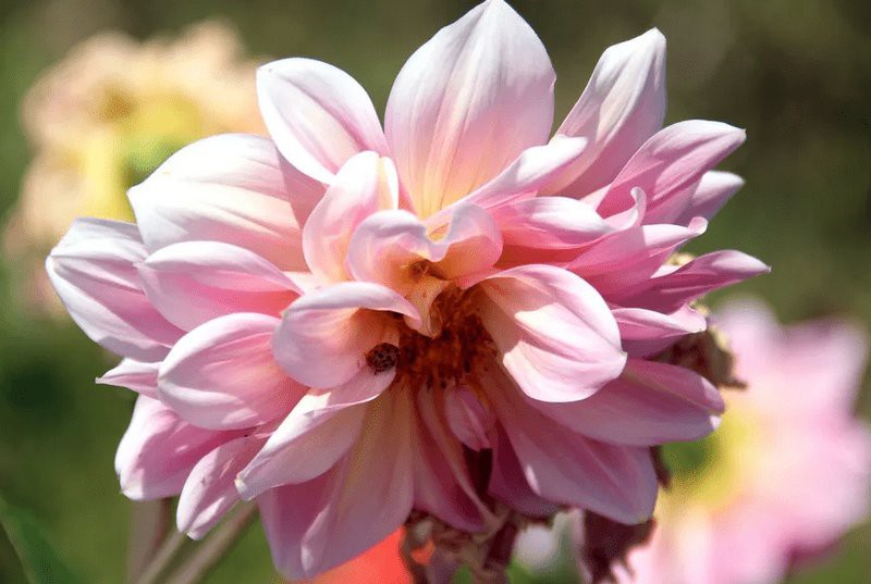 入戶門看見魚缸最吉利，入戶魚缸設計 入戶門看見魚缸最吉利，入戶魚缸設計 龍魚論壇 第2張