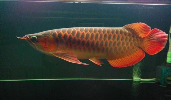 紅龍魚最愛吃什么食物呢（紅龍魚少食多餐的具體做法如何自制紅龍魚飼料選擇）