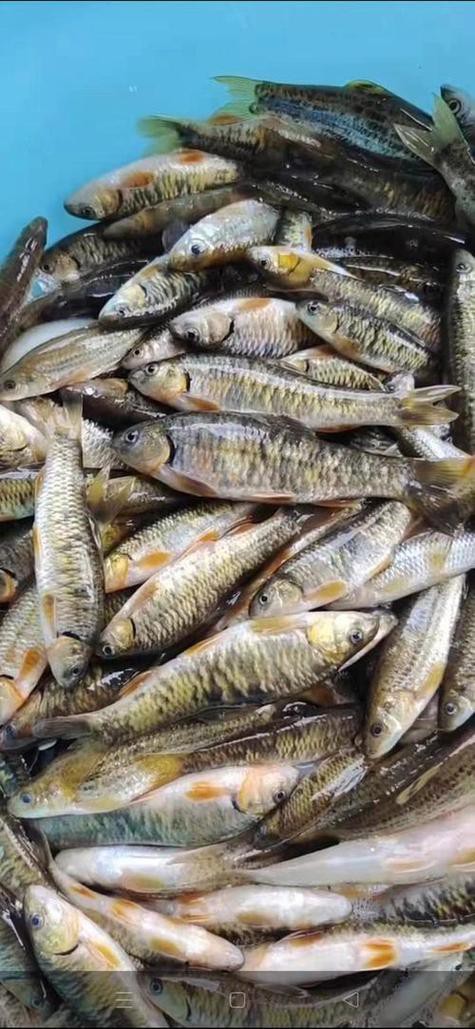 淡水石斑魚圖片大全，名貴的魚類——淡水石斑魚 淡水石斑魚圖片大全，名貴的魚類——淡水石斑魚 龍魚論壇 第18張