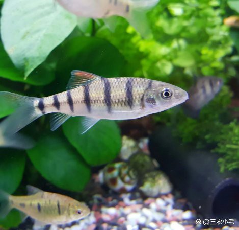 淡水石斑魚圖片大全，名貴的魚類——淡水石斑魚 淡水石斑魚圖片大全，名貴的魚類——淡水石斑魚 龍魚論壇 第31張