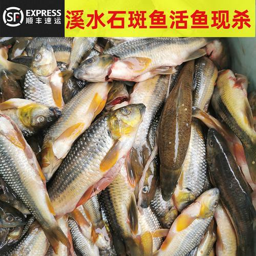 淡水石斑魚圖片大全，名貴的魚類——淡水石斑魚 淡水石斑魚圖片大全，名貴的魚類——淡水石斑魚 龍魚論壇 第26張
