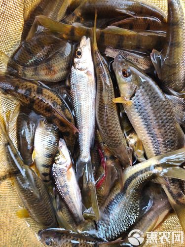 淡水石斑魚圖片大全，名貴的魚類——淡水石斑魚 淡水石斑魚圖片大全，名貴的魚類——淡水石斑魚 龍魚論壇 第21張