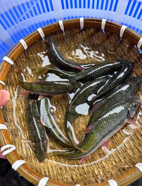 淡水石斑魚圖片大全，名貴的魚類——淡水石斑魚 淡水石斑魚圖片大全，名貴的魚類——淡水石斑魚 龍魚論壇 第3張