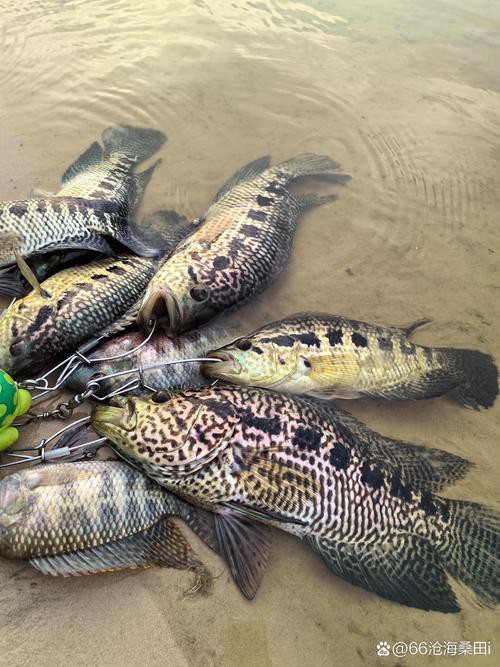 淡水石斑魚圖片大全，名貴的魚類——淡水石斑魚 淡水石斑魚圖片大全，名貴的魚類——淡水石斑魚 龍魚論壇 第10張