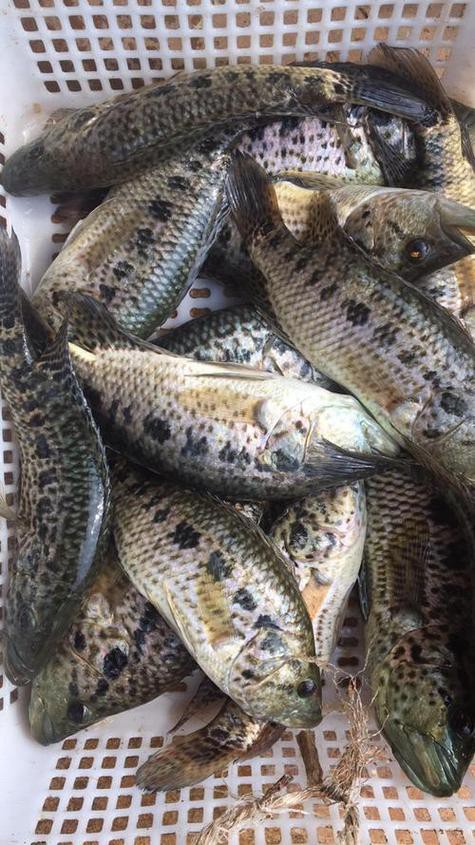 淡水石斑魚圖片大全，名貴的魚類——淡水石斑魚 淡水石斑魚圖片大全，名貴的魚類——淡水石斑魚 龍魚論壇 第9張