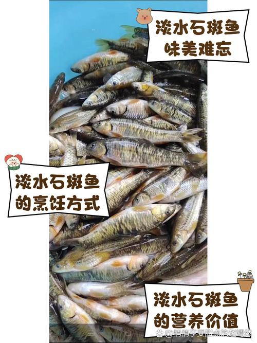 淡水石斑魚圖片大全，名貴的魚類——淡水石斑魚 淡水石斑魚圖片大全，名貴的魚類——淡水石斑魚 龍魚論壇 第17張