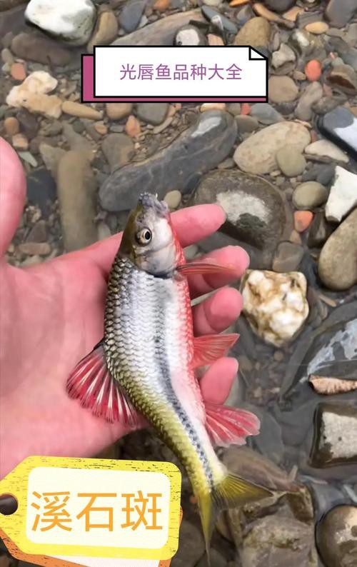 淡水石斑魚圖片大全，名貴的魚類——淡水石斑魚 淡水石斑魚圖片大全，名貴的魚類——淡水石斑魚 龍魚論壇 第15張