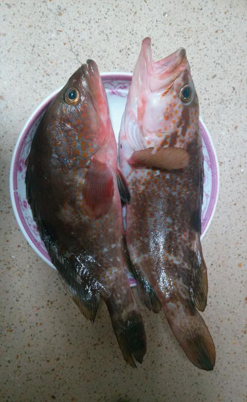 淡水石斑魚圖片大全，名貴的魚類——淡水石斑魚 淡水石斑魚圖片大全，名貴的魚類——淡水石斑魚 龍魚論壇 第24張