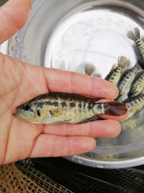 淡水石斑魚圖片大全，名貴的魚類——淡水石斑魚 淡水石斑魚圖片大全，名貴的魚類——淡水石斑魚 龍魚論壇 第4張