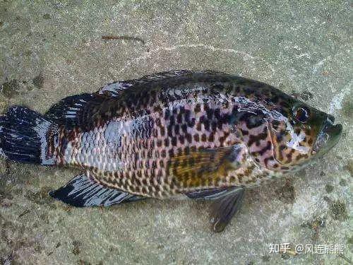 淡水石斑魚圖片大全，名貴的魚類——淡水石斑魚 淡水石斑魚圖片大全，名貴的魚類——淡水石斑魚 龍魚論壇 第30張