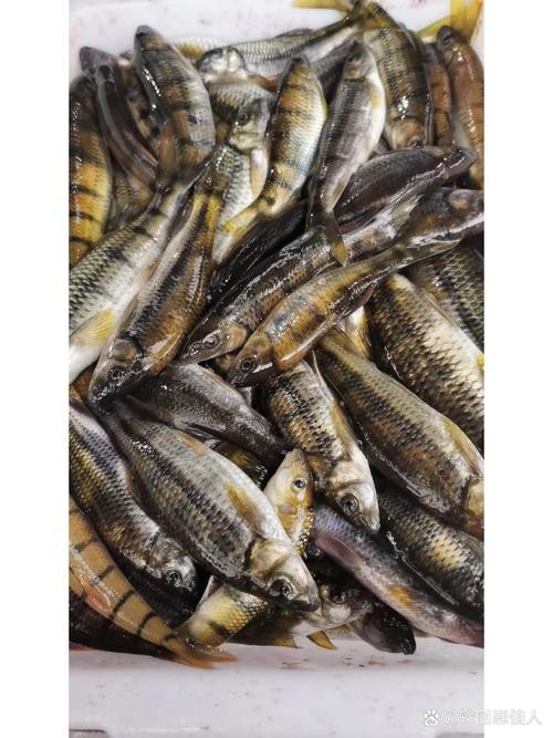 淡水石斑魚圖片大全，名貴的魚類——淡水石斑魚 淡水石斑魚圖片大全，名貴的魚類——淡水石斑魚 龍魚論壇 第14張