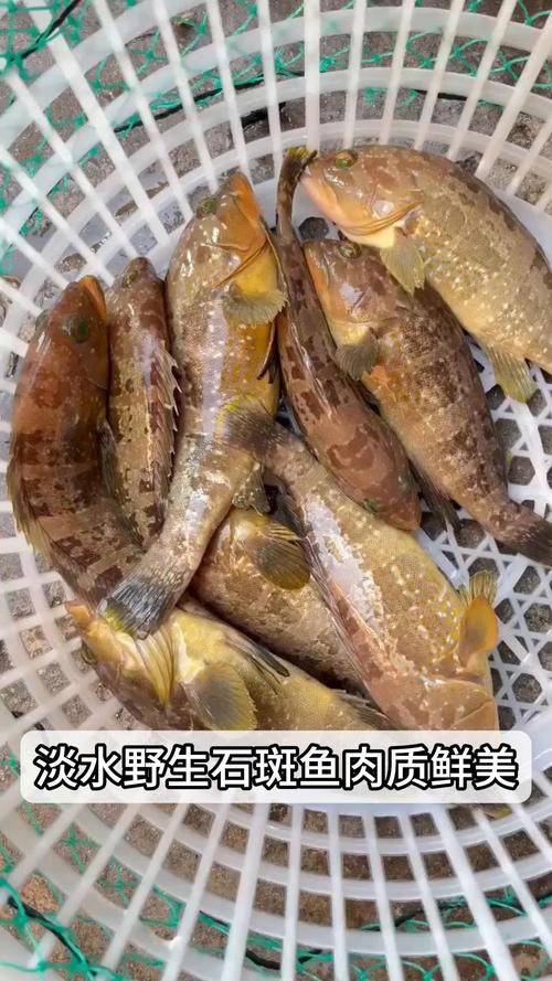 淡水石斑魚圖片大全，名貴的魚類——淡水石斑魚 淡水石斑魚圖片大全，名貴的魚類——淡水石斑魚 龍魚論壇 第7張