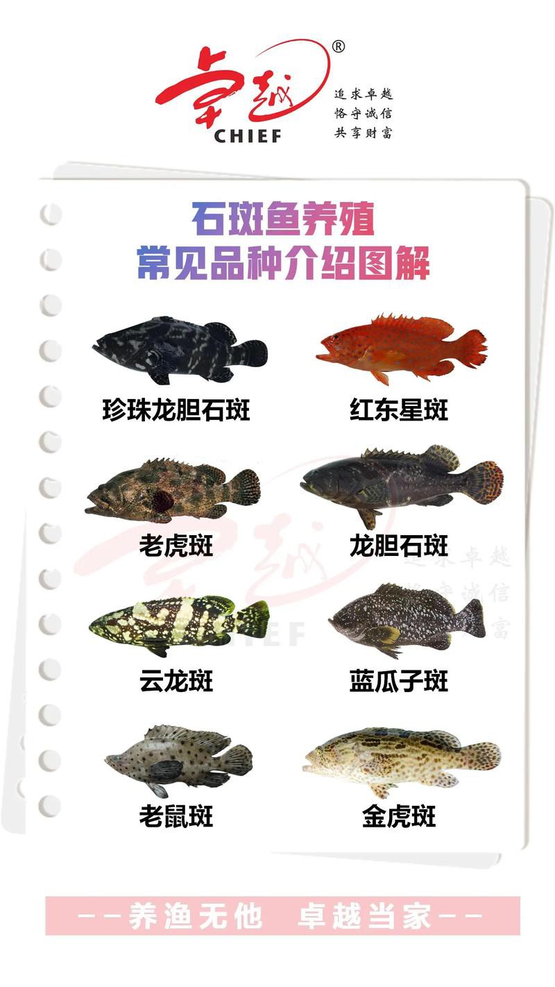 淡水石斑魚圖片大全，名貴的魚類——淡水石斑魚 淡水石斑魚圖片大全，名貴的魚類——淡水石斑魚 龍魚論壇 第19張