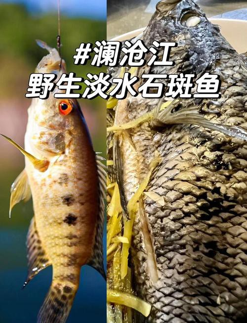 淡水石斑魚圖片大全，名貴的魚類——淡水石斑魚 淡水石斑魚圖片大全，名貴的魚類——淡水石斑魚 龍魚論壇 第25張
