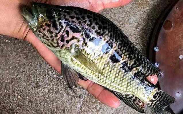 淡水石斑魚圖片大全，名貴的魚類——淡水石斑魚 淡水石斑魚圖片大全，名貴的魚類——淡水石斑魚 龍魚論壇 第27張