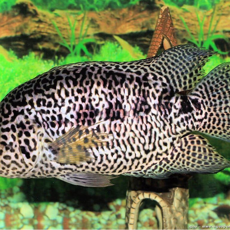 淡水石斑魚圖片大全，名貴的魚類——淡水石斑魚 淡水石斑魚圖片大全，名貴的魚類——淡水石斑魚 龍魚論壇 第29張