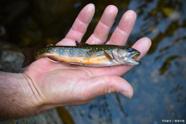 淡水石斑魚圖片大全，名貴的魚類——淡水石斑魚 淡水石斑魚圖片大全，名貴的魚類——淡水石斑魚 龍魚論壇 第16張