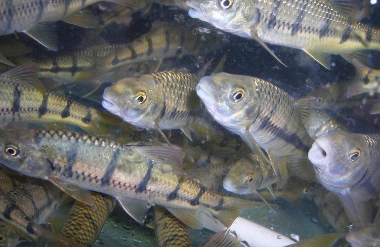 淡水石斑魚圖片大全，名貴的魚類——淡水石斑魚 淡水石斑魚圖片大全，名貴的魚類——淡水石斑魚 龍魚論壇 第20張