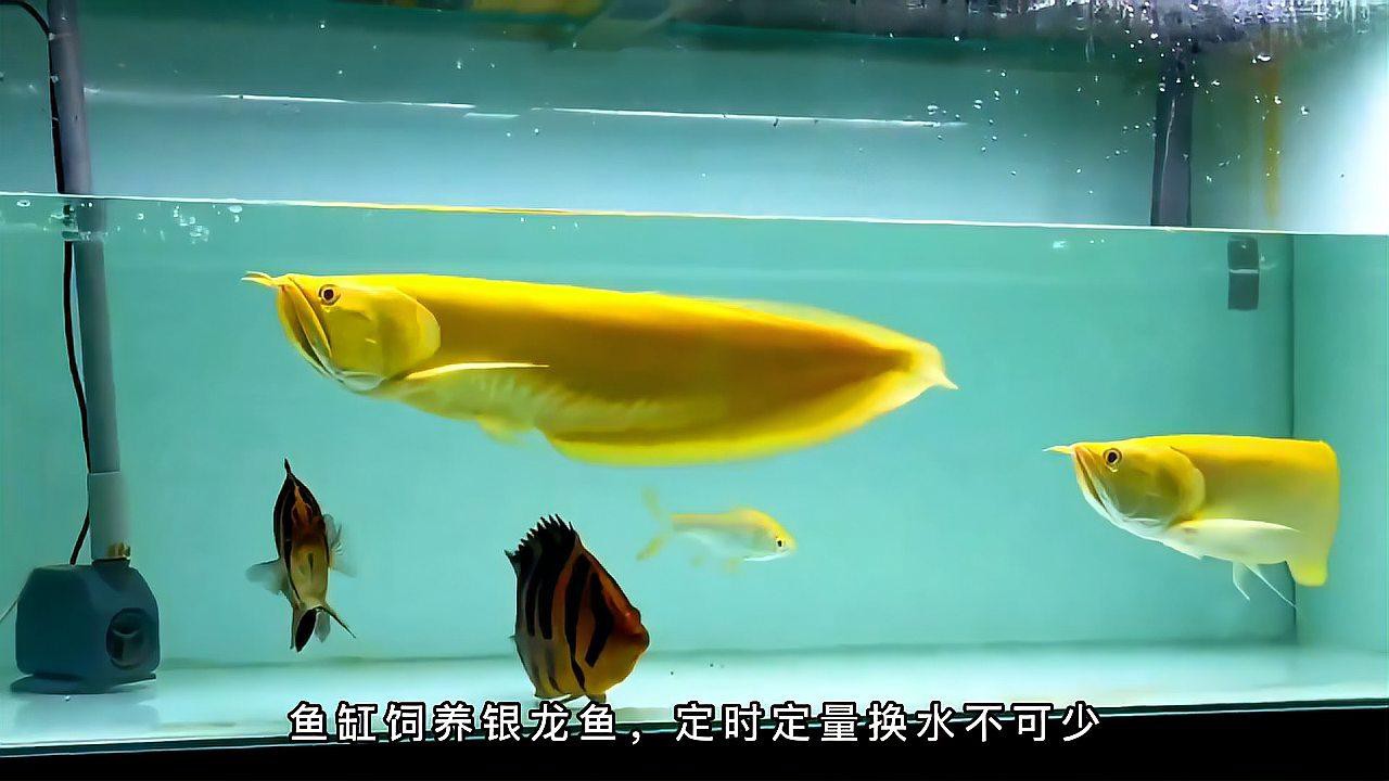 養銀龍魚最小多大的缸好養