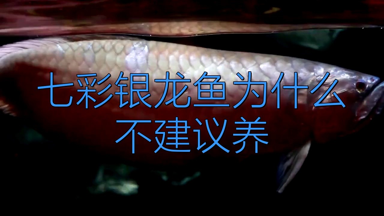 養銀龍魚最小多大的缸好養