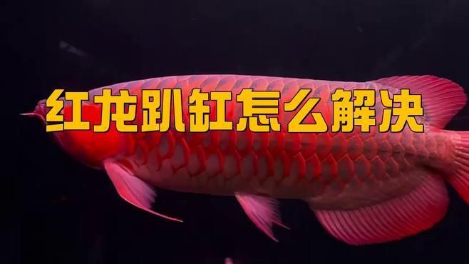 紅龍魚趴缸底的最佳治療，紅龍魚趴缸底厭食怎么辦這兩招輕松解決全民小視頻