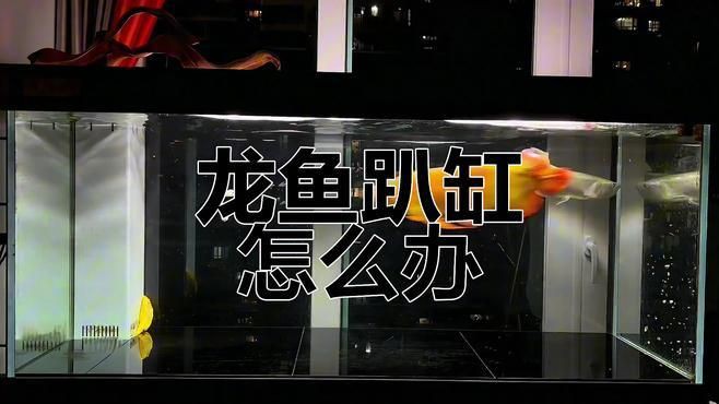 紅龍魚趴缸底的最佳治療，紅龍魚趴缸底厭食怎么辦這兩招輕松解決全民小視頻