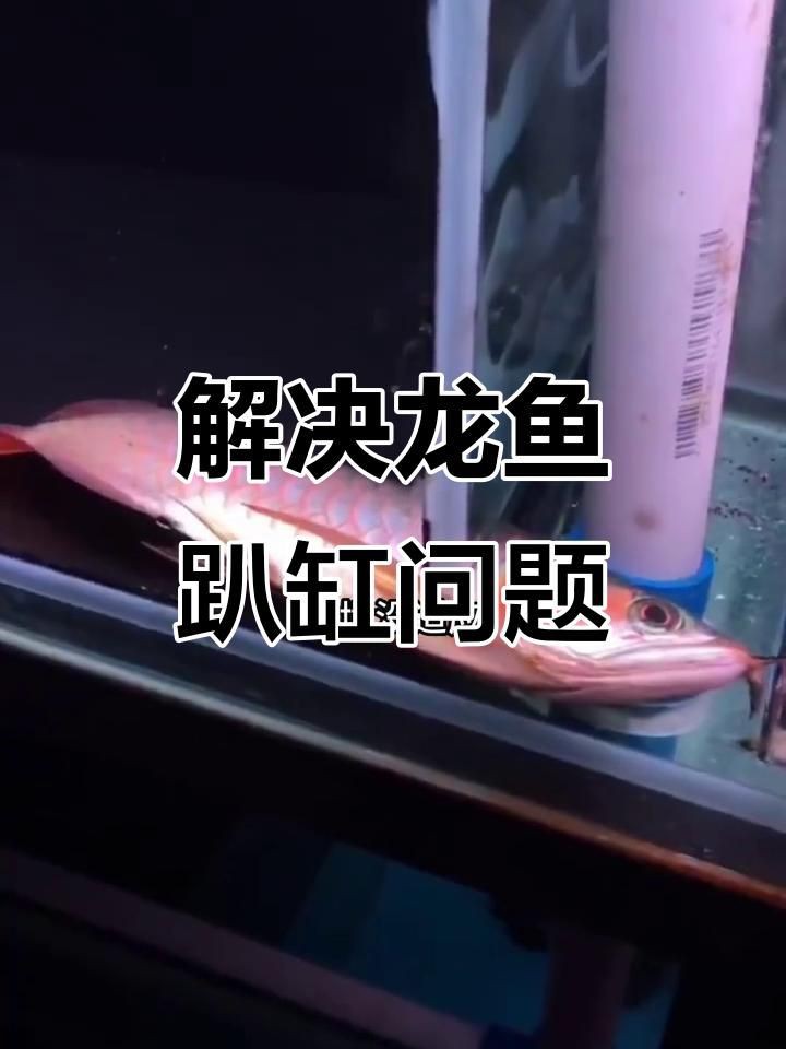 紅龍魚趴缸底的最佳治療，紅龍魚趴缸底厭食怎么辦這兩招輕松解決全民小視頻