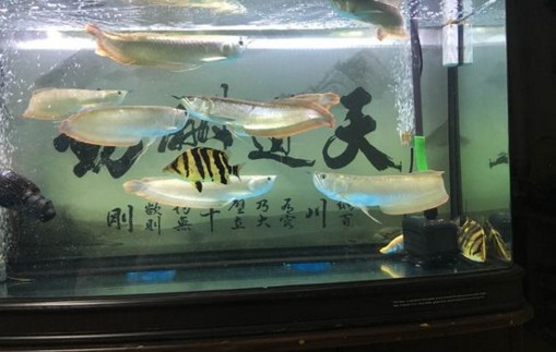 南美魚缸造景風格（南美缸簡單造景）