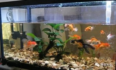 水培吊蘭的養護技巧：吊蘭可以放在魚缸里養嗎