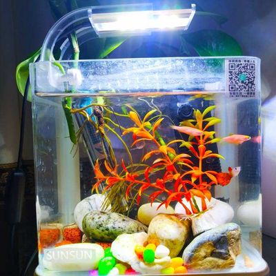 水培吊蘭的養護技巧：吊蘭可以放在魚缸里養嗎