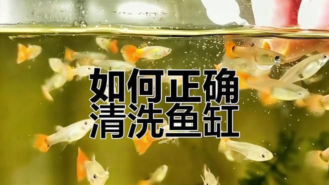 魚缸清潔頻率建議,《魚缸清潔頻率建議》合理的魚缸清潔頻率對維持水族生態平衡至關重要 龍魚百科 第5張 魚缸清潔頻率建議,《魚缸清潔頻率建議》合理的魚缸清潔頻率對維持水族生態平衡至關重要 魚缸清潔頻率建議,《魚缸清潔頻率建議》合理的魚缸清潔頻率對維持水族生態平衡至關重要 龍魚百科 第5張
