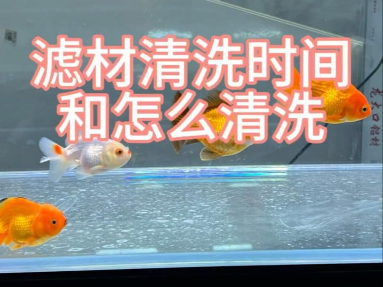 魚缸清潔頻率建議,《魚缸清潔頻率建議》合理的魚缸清潔頻率對維持水族生態平衡至關重要 龍魚百科 第2張 魚缸清潔頻率建議,《魚缸清潔頻率建議》合理的魚缸清潔頻率對維持水族生態平衡至關重要 魚缸清潔頻率建議,《魚缸清潔頻率建議》合理的魚缸清潔頻率對維持水族生態平衡至關重要 龍魚百科 第2張