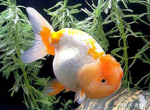 專門賣觀賞魚的app【水族世界的數字橋梁——主流觀賞魚交易平臺深度解析】 專門賣觀賞魚的app【水族世界的數字橋梁——主流觀賞魚交易平臺深度解析】 龍魚論壇 第5張