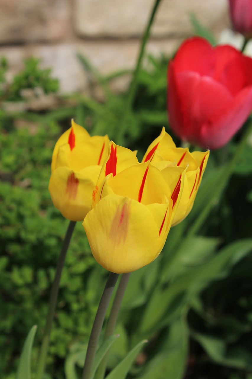 賀蘭縣新貿(mào)市場(chǎng)西路鳥(niǎo)魚(yú)花香花卉店（賀蘭花鳥(niǎo)魚(yú)蟲(chóng)市場(chǎng)）