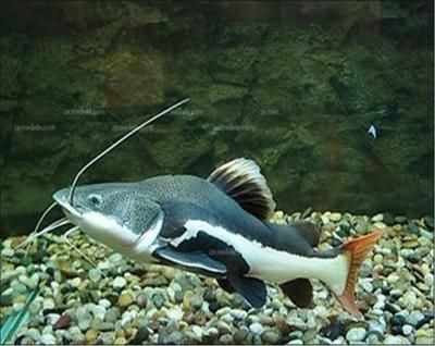 耐寒的龍魚（最耐寒的雷龍魚品種是哪種？）