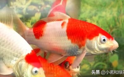 浙江魚種大全圖片,探索浙江豐富的水生生物資源,浙江魚種大全,高清圖片展示豐富水生生物資源 龍魚百科 第2張 浙江魚種大全圖片,探索浙江豐富的水生生物資源,浙江魚種大全,高清圖片展示豐富水生生物資源 浙江魚種大全圖片,探索浙江豐富的水生生物資源,浙江魚種大全,高清圖片展示豐富水生生物資源 龍魚百科 第2張