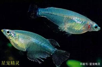 金龍魚(yú)餐飲專用油 金龍魚(yú)餐飲專用油價(jià)格 金龍魚(yú)餐飲專用油 金龍魚(yú)餐飲專用油價(jià)格 特里斯紅外線 第2張