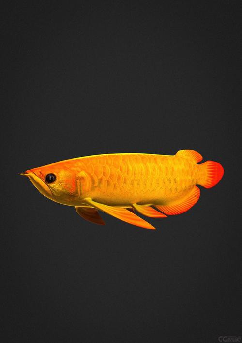 最美龍魚圖片高清圖