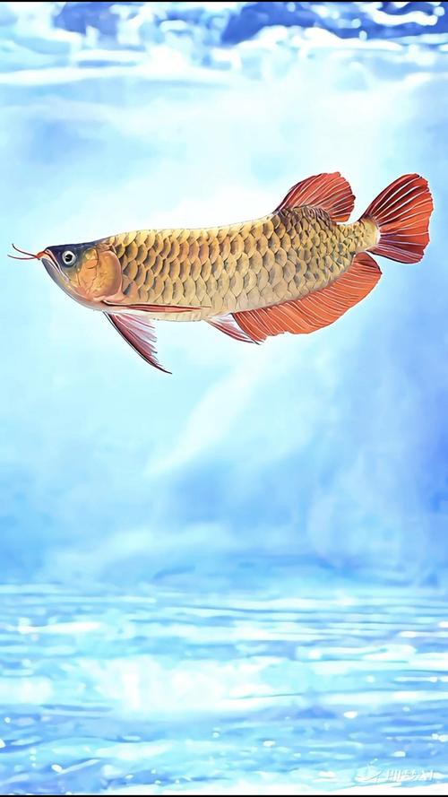 最美龍魚圖片高清圖