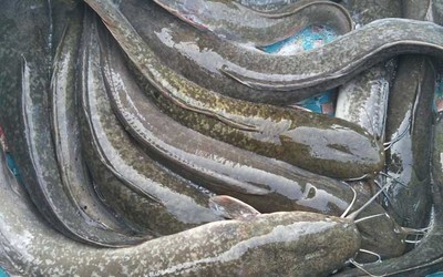 灞橋區觀賞魚市場（ 灞橋漁具店）