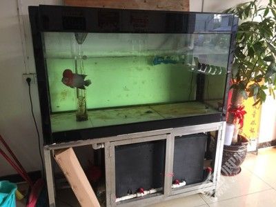 魚缸dts值怎么降下來：如何降低魚缸的tds值 魚缸dts值怎么降下來：如何降低魚缸的tds值 魚缸百科 第3張