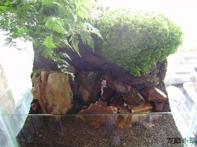 水草缸的養護秘籍，你知道嗎？：戶外魚缸造景圖的建議和所需材料的信息或許對您有所幫助